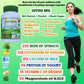 Premium Moringa Capsules with Black Pepper. Powerful 10,700 mg from Finest Handpicked Moringa oleifera Leaf Powder & Powerful 50:1 Moringa Extract